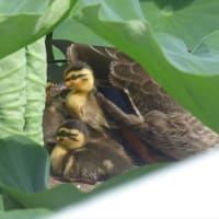 カルガモ親子4日目　まだここにいる
