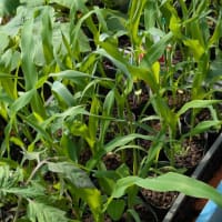 野菜苗が追って来る！