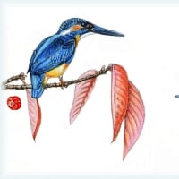 カワセミ - Reikoのお花の絵 カワセミ - Reikoのお花の絵
