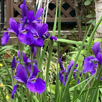 咲き急ぐ花達・初アゲハ蝶