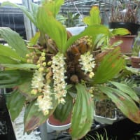 「ホリドータ」の花でも