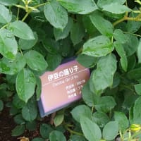 バラ　伊豆の踊子