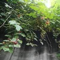及川あまき／川とんぼとまれる水草沈むかに