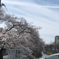 京都の花見　2024年4月7日