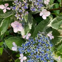紫陽花の季節