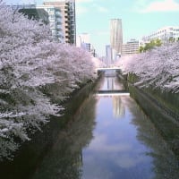 目黒川と桜