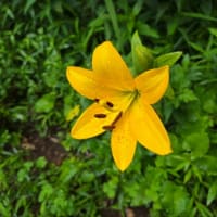 梅雨は何処に行っちゃったのかな…