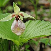 八ヶ岳自然園の初夏の山野草