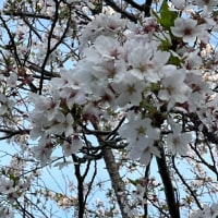 (4/13) 地元ウォーキング桜@満開過ぎた頃