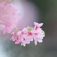城ケ崎桜