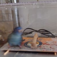 おかえりマルちゃん