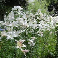 日比谷公園の百合（ユリロード）が満開に咲いているよ！これは楽しみやぁ～