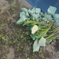 サツマイモの蔓先を植えてみる
