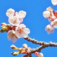 春の兆し…slow step Ⅱへ…