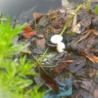 カイツブリ再び産卵
