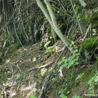 五味池破風高原のレンゲツツジ。グンバイヅル・ササバギンラン。クロムネアオハバチ・コルリクワガタ（妻女山里山通信）