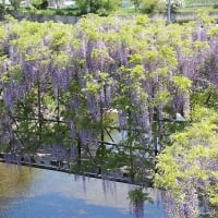 花だより『君の愛に酔う』♫