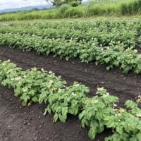 芋類が順調に成長