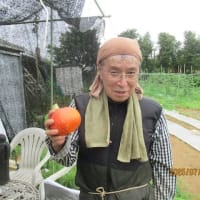 カボチャを収穫