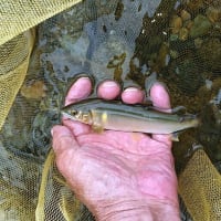 鮎、越後湯沢魚野川解禁日