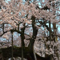 枯れて枯れても不死鳥のように花を咲かせる神代桜の生命力に心打たれる。