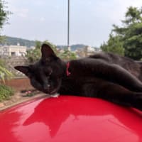 忙しい日曜日～　黒猫ちゃんはご機嫌斜め？！