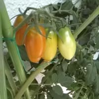 健やか