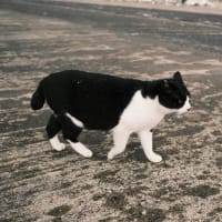 漁港の猫〜風雪变化