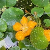 水辺のお花たち