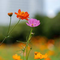 早秋の花模様、かな。