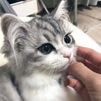 『二重の喜び』
