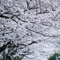 春の風景。