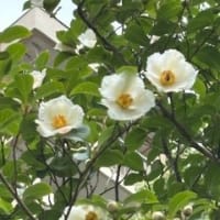 花と実と