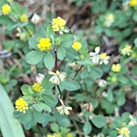 小さくても明るく黄色い花を咲かせる野草たちにほっこり