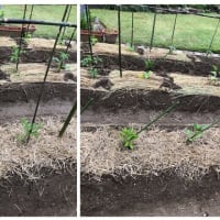 庭に植えた野菜＆続くタケノコ