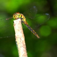 アキアカネ　♂　未成熟