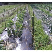 そら豆の支柱立てとジャガイモの芽出し