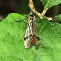 キシタトゲシリアゲ♀250511