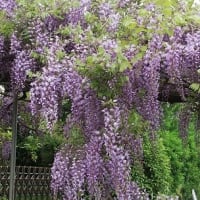 ４月・株売買結果　　福祉公園脇「藤の花」