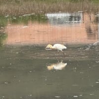 アマサギ