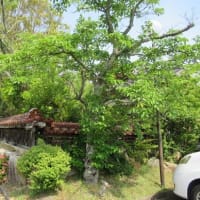 木津温泉（ゑびすや）周辺の自然・環境