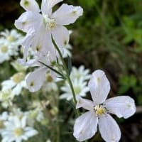 本物のお坊ちゃまと今咲いている花