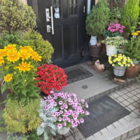 花々が夏らしくなりました。