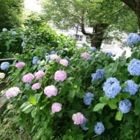 2025　梅雨　横浜市こども植物園、児童遊園地