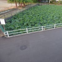 昨日午後５時過ぎまた、カルガモ親子が来た。