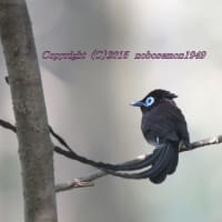 サンコウチョウ