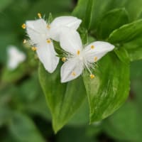 梅雨のひと休み。八日ぶりの姫檜扇水仙