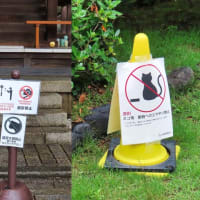 祇園　円山公園の桜猫たち