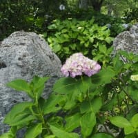 秋吉台と紫陽花