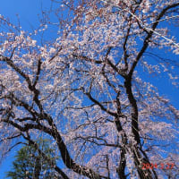 中院の枝垂れ桜（24.3.27）